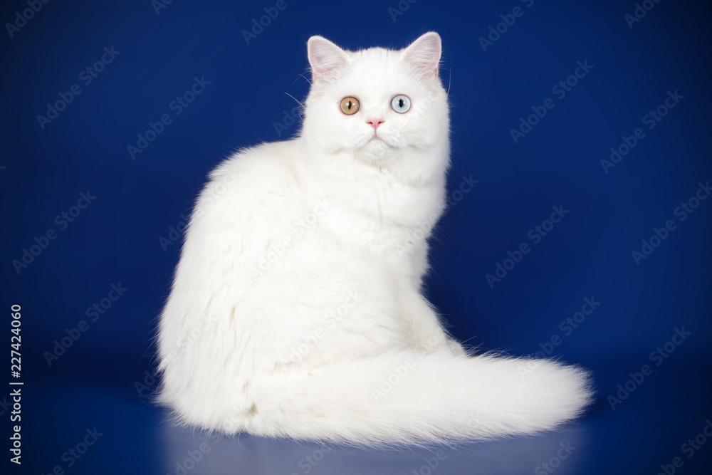 Fototapeta premium Scottish straight longhair cat on colored backgrounds