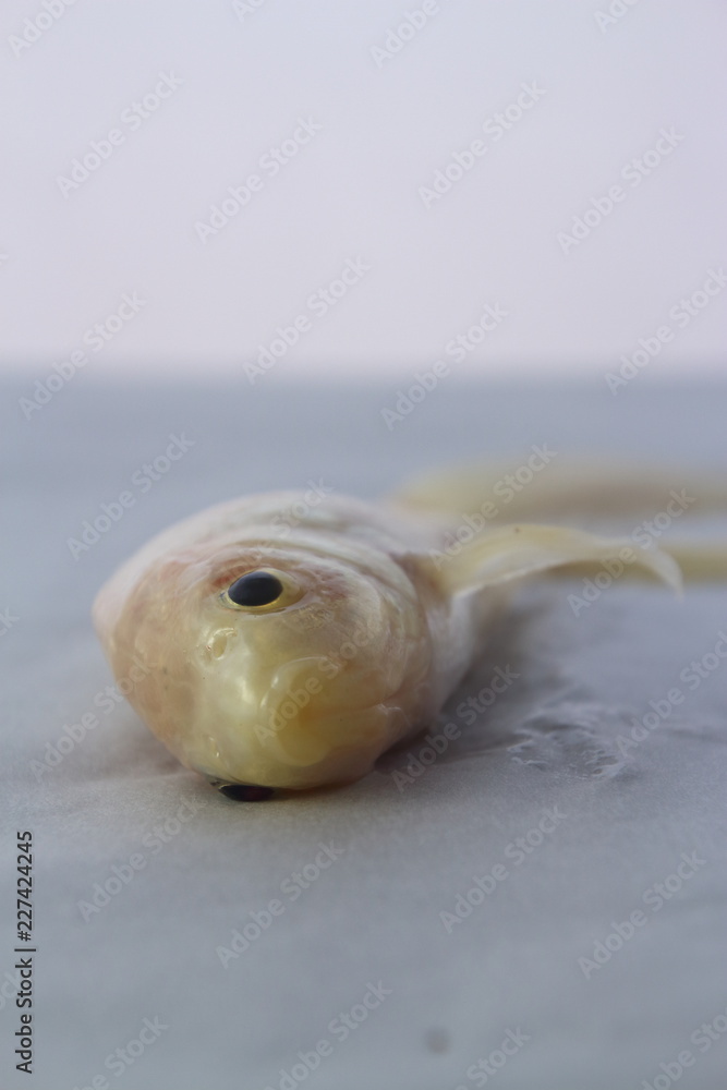 albino goldfish