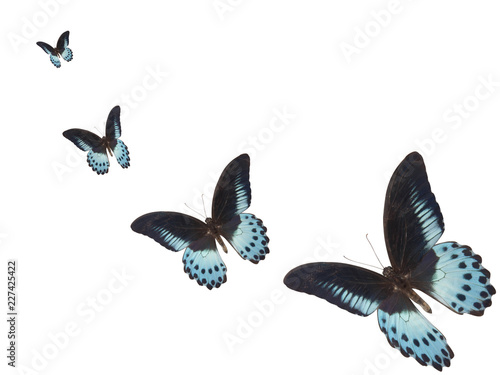 Sticker a lot of blue butterfly flies away