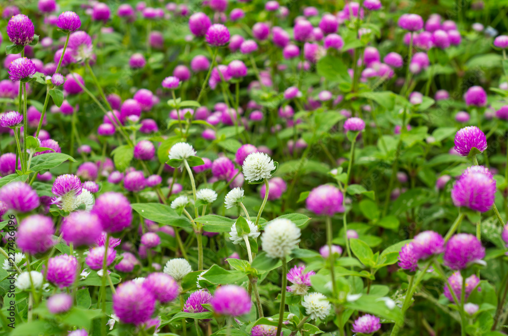 Fototapeta premium グローブ・アマランス 千日紅