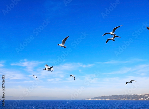 Natural and animal concept.Many seagulls are flying happily in the blue sky while searching for prey over the deep blue sea. Background, Selective focus and copy space.