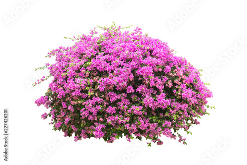 flower plant bush tree isolated with on white background clipping path