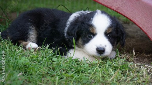 Dog, Miniature Australian Shepherd Puppy © Helen Rose Gabriel