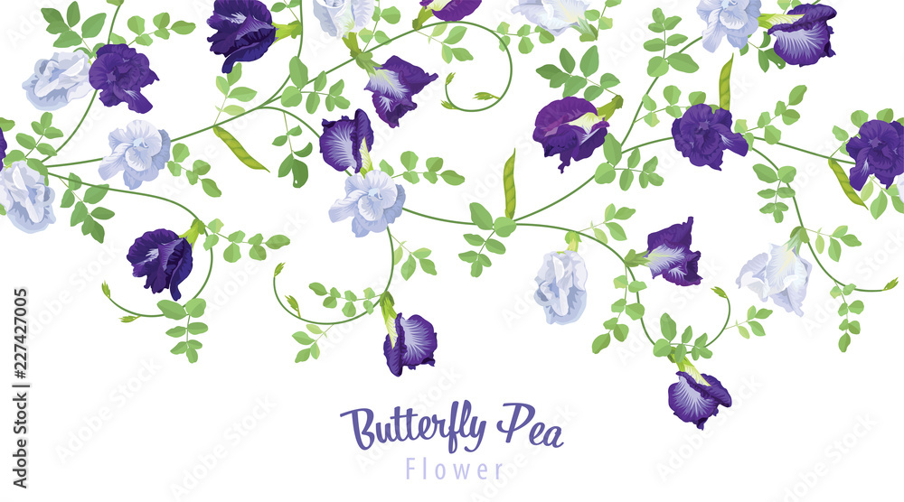 Vecteur Stock Butterfly pea flowers in blue and white color with leaf