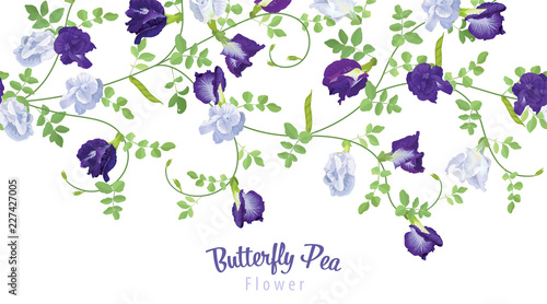 Butterfly pea flowers in blue and white color with leaf on background. Vector set of blooming floral for wedding invitations and greeting card design.
