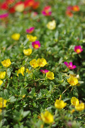 Colorful purslane flowers