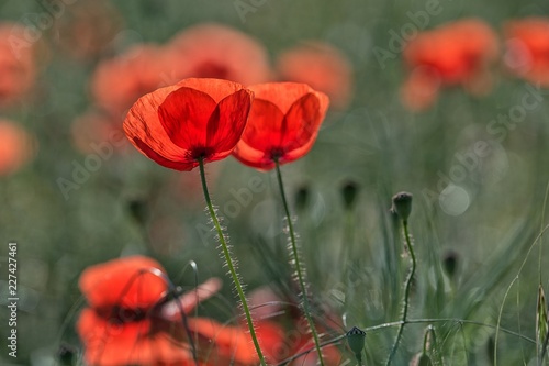 Fototapeta Naklejka Na Ścianę i Meble -  Mohnblumenfeld 
