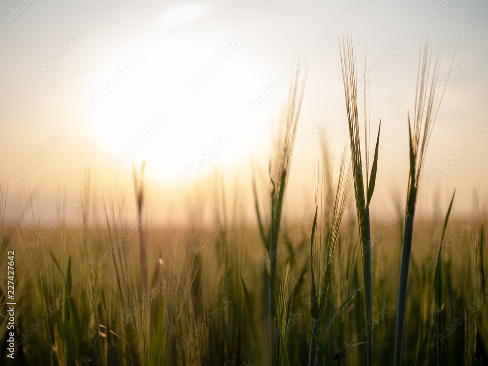 Sunset over the grain field. Golden hour and field with grain. Grain closeup. Sunset over the grain field. Golden hour and field with grain. Grain closeup.