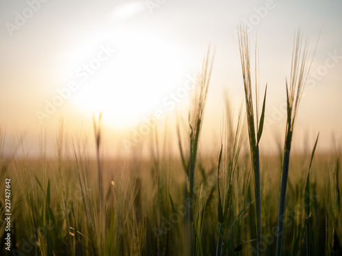 Sunset over the grain field. Golden hour and field with grain. Grain closeup.