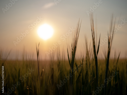 Sunset over the grain field. Golden hour and field with grain. Grain closeup.