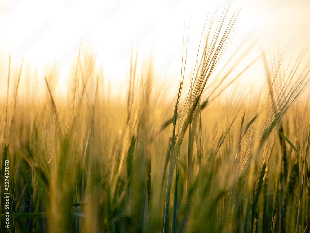Sunset over the grain field. Golden hour and field with grain. Grain closeup.