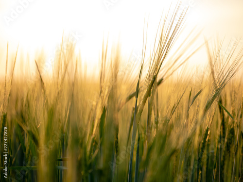 Sunset over the grain field. Golden hour and field with grain. Grain closeup.