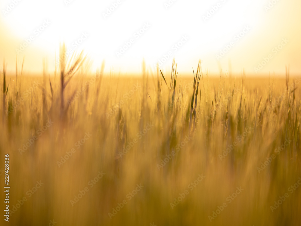 Sunset over the grain field. Golden hour and field with grain. Grain closeup. Sunset over the grain field. Golden hour and field with grain. Grain closeup.