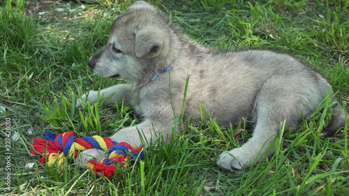 Beautiful amusing puppies of Saarloos wolfhound on green lawn in the park photo