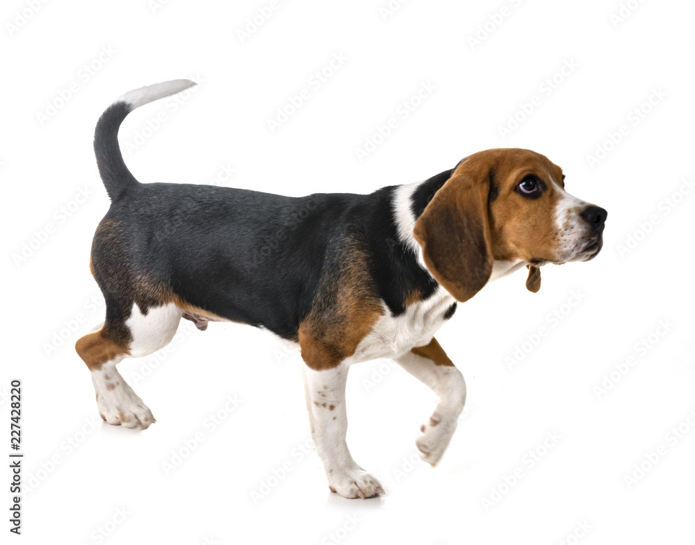 puppy beagle in studio puppy beagle in studio
