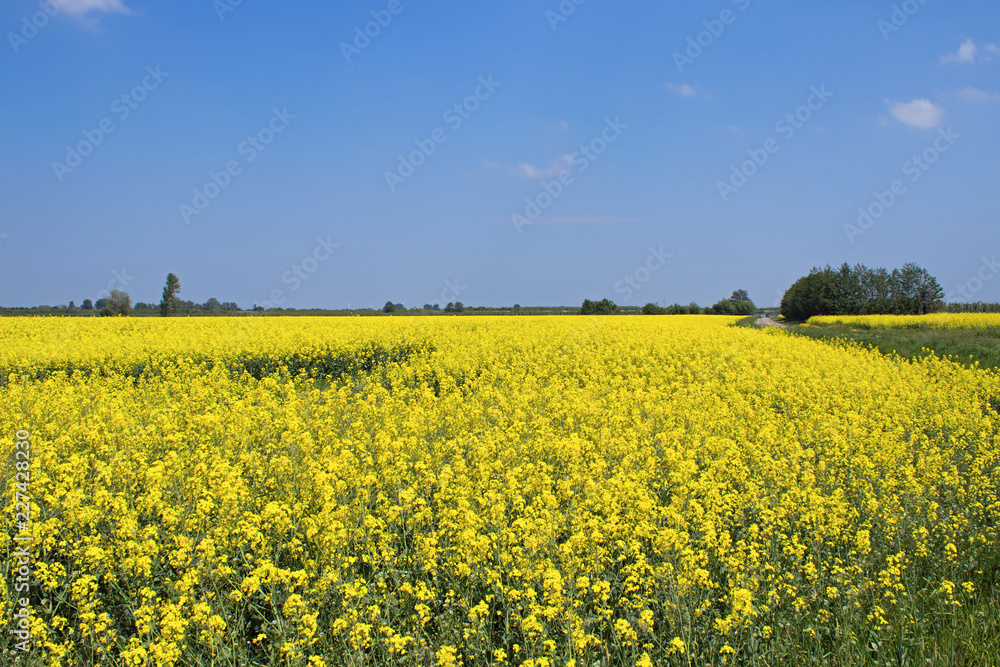 Rapsblüte in Schleswig-Holstein