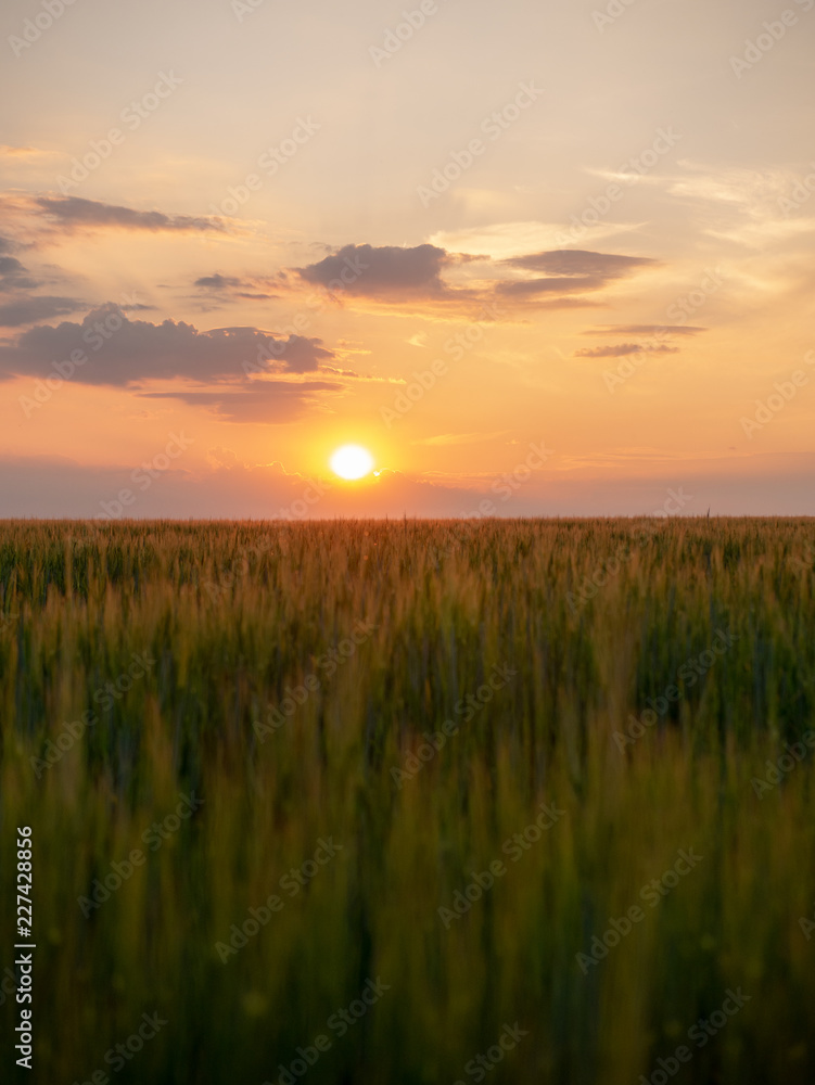 Sunset over the grain field. Golden hour and field with grain. Grain closeup.