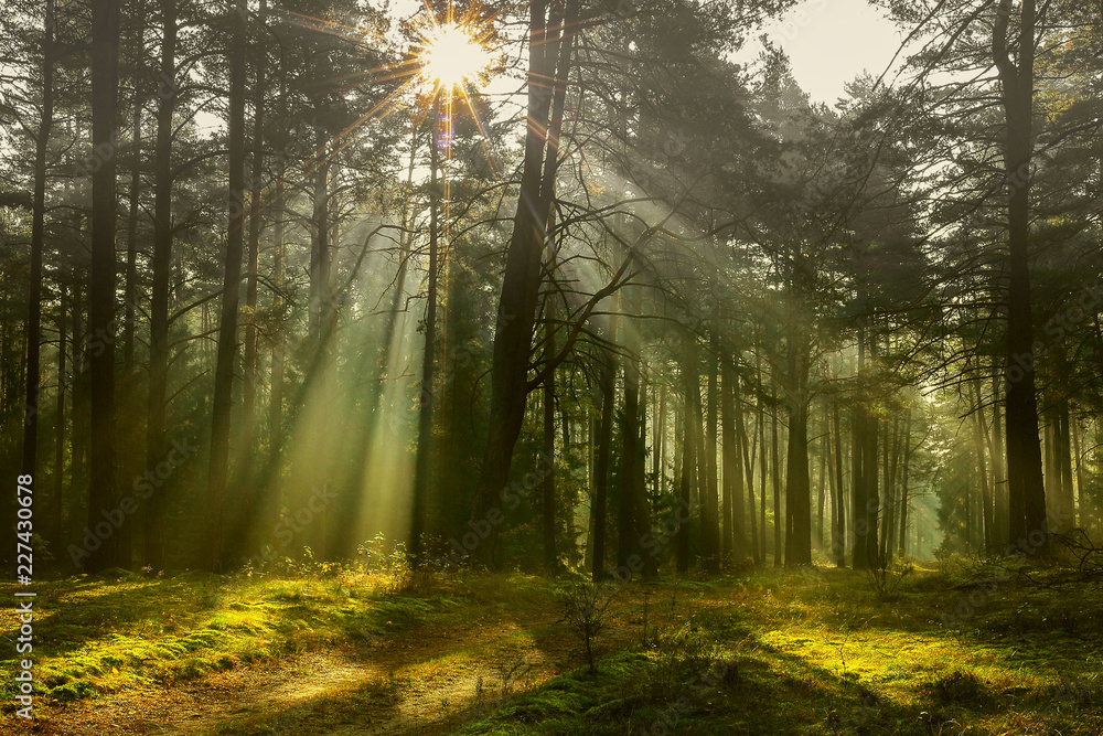 Naklejka premium jesień w lesie Warmii