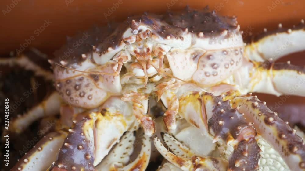 Several large pink crabs are sitting in a tank at the fish market. Several large pink crabs are sitting in a tank at the fish market.