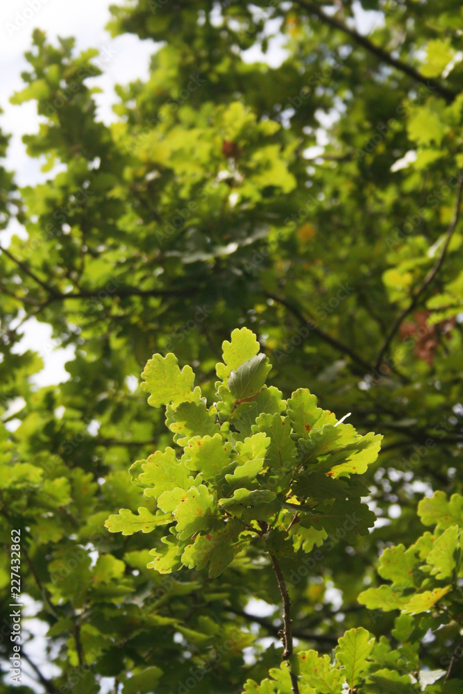 Green oak tree in the garden. Quercus family
Green oak tree in the garden. Quercus family