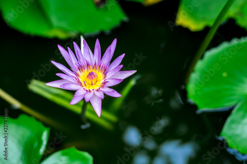 Photo lotus flower , Beautiful purple lotus flower with green leaf in in pond 