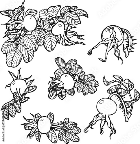dog-rose set