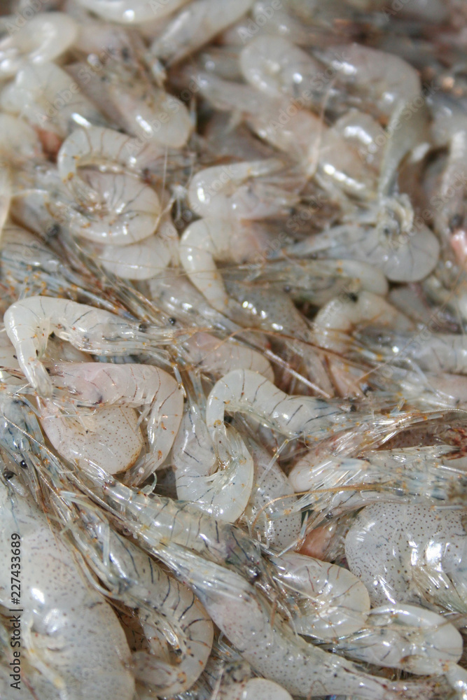 Many small fresh shrimp. Seafood background Many small fresh shrimp. Seafood background