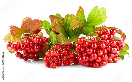 Viburnum with green leaves autumn plant branch and cluster red