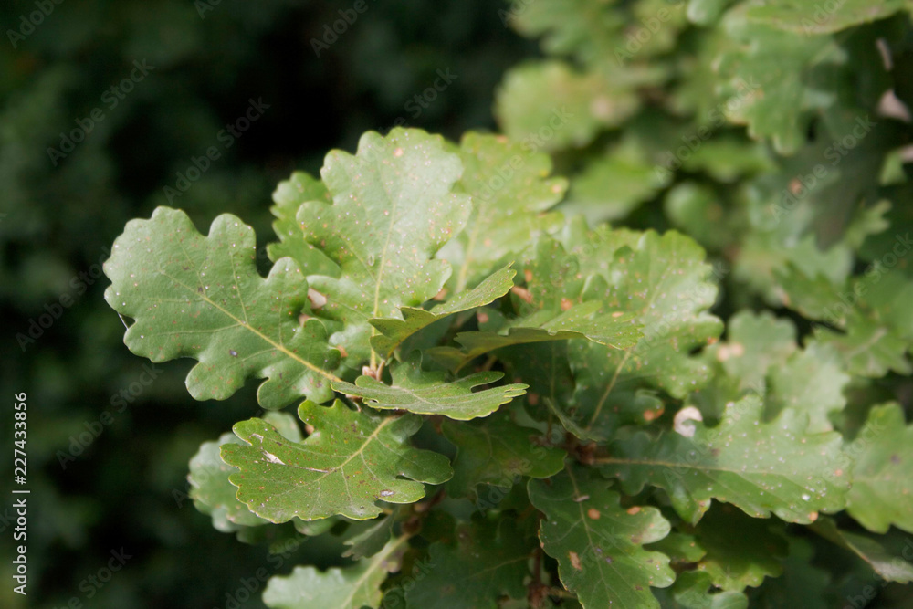 Oak green leaves on branch on black background Oak green leaves on branch on black background