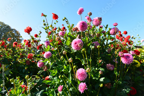 Fototapeta Naklejka Na Ścianę i Meble -  Dahlienblüten 