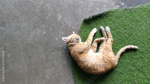 Yellow cat sleep on floor 
