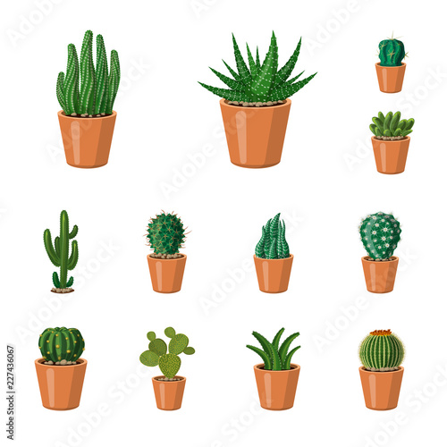 Isolated object of cactus and pot symbol. Collection of cactus and cacti stock symbol for web.