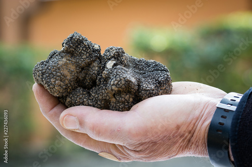 Fotografía grande tartufo nero estivo scorzone (Tuber aestivum) tenuto in una mano