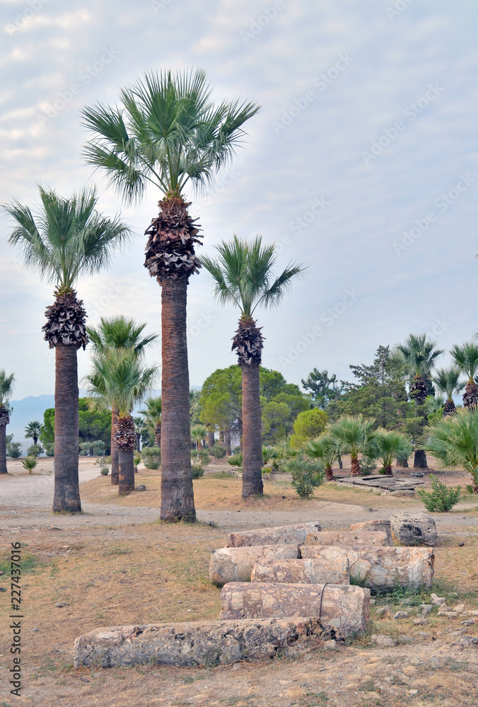date palms planted in a city park next to the stone ruins of the ancient city