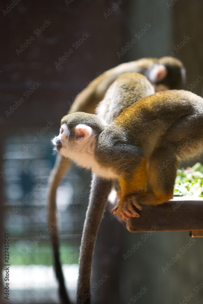 Obraz premium Monkeys in Zoo