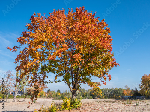 Bunter Baum in der Landschaft photo