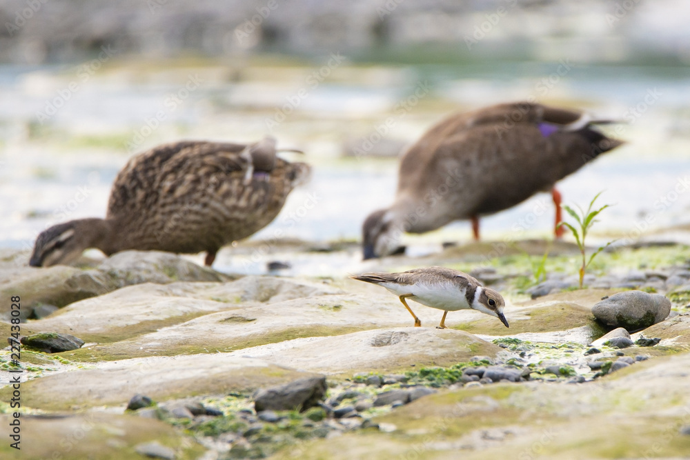 Long-billed plover in front of spot-billed ducks by a river. Long-billed plover in front of spot-billed ducks by a river.