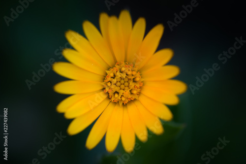 calendula gialla fiorita vista dall alto