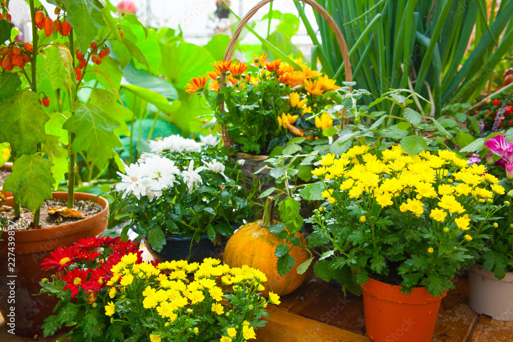 Seasonal farmers market goods display. Colorful flowers for autumn holiday decorations at the agriculture fair. Harvest concept.