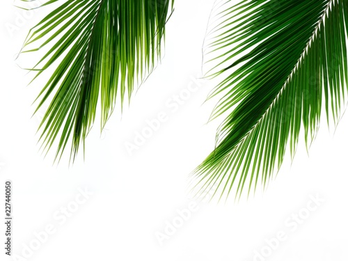 double palm leaves isolated on white