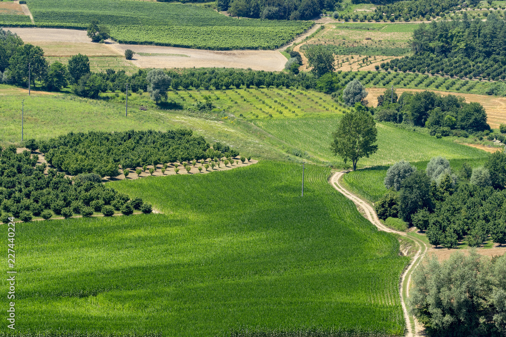 Vineyards near Govone, Asti, in Monferrato