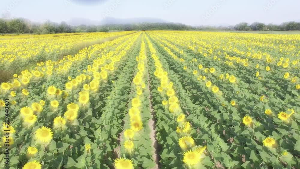 Sunflowers with morning light rays, aerial view Sunflowers with morning light rays, aerial view