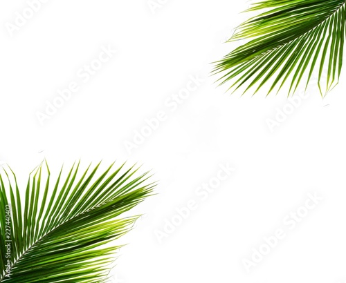 palms leaf on white background