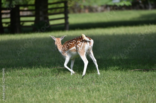 Biche au parc