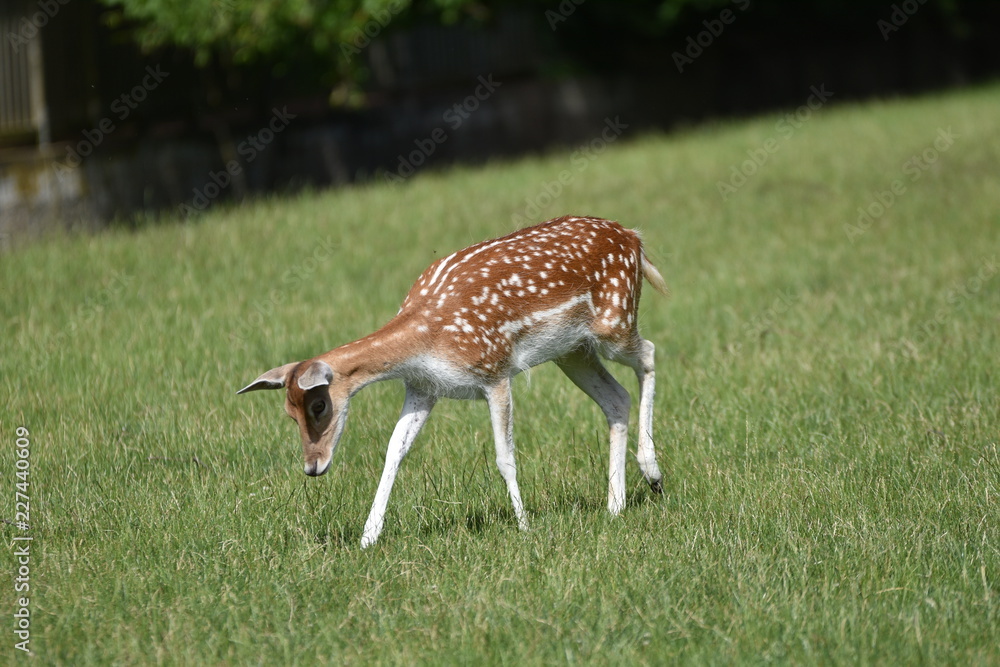 Biche au parc Biche au parc