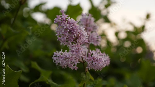 Beautiful violet Lilac flower photo