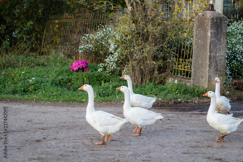 Gänse am Biobauerhof