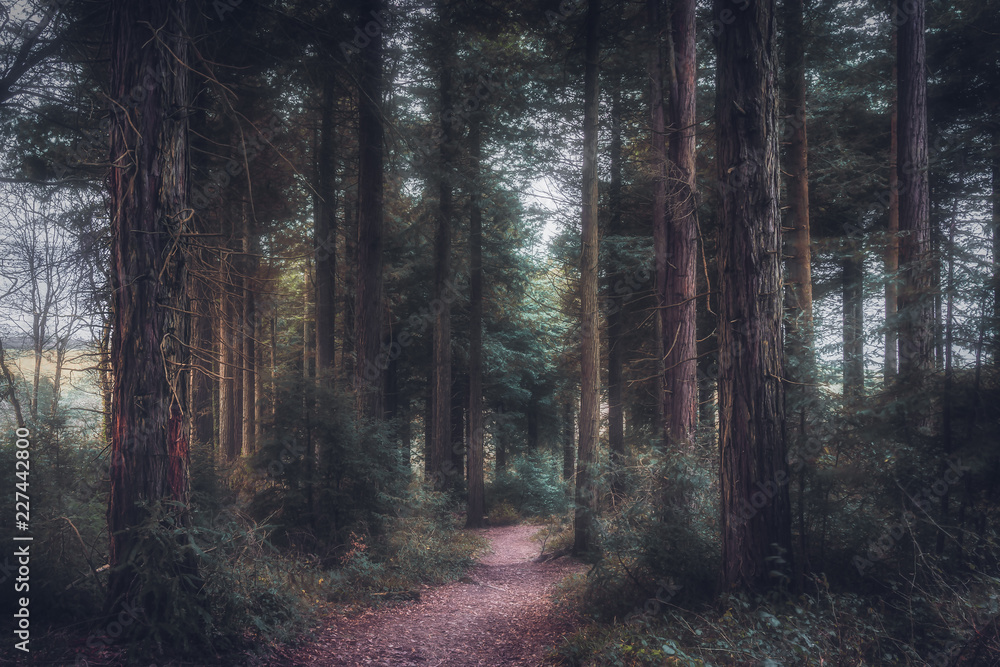 Fototapeta premium Idless woods near truro england cornwall uk 