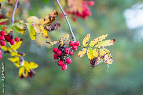 Herbst Beeren