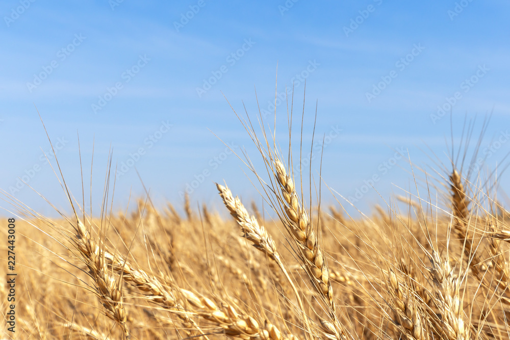 Golden yellow wheat ears on field against the blue sky.The rye crop (Secale cereale) close-up